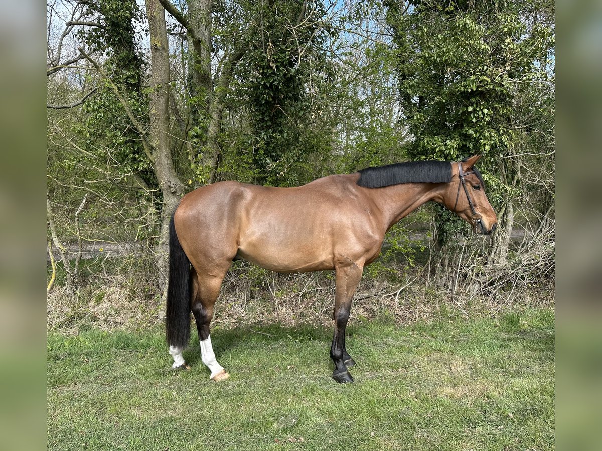KWPN Caballo castrado 5 años 165 cm Castaño rojizo in Walsham le willows