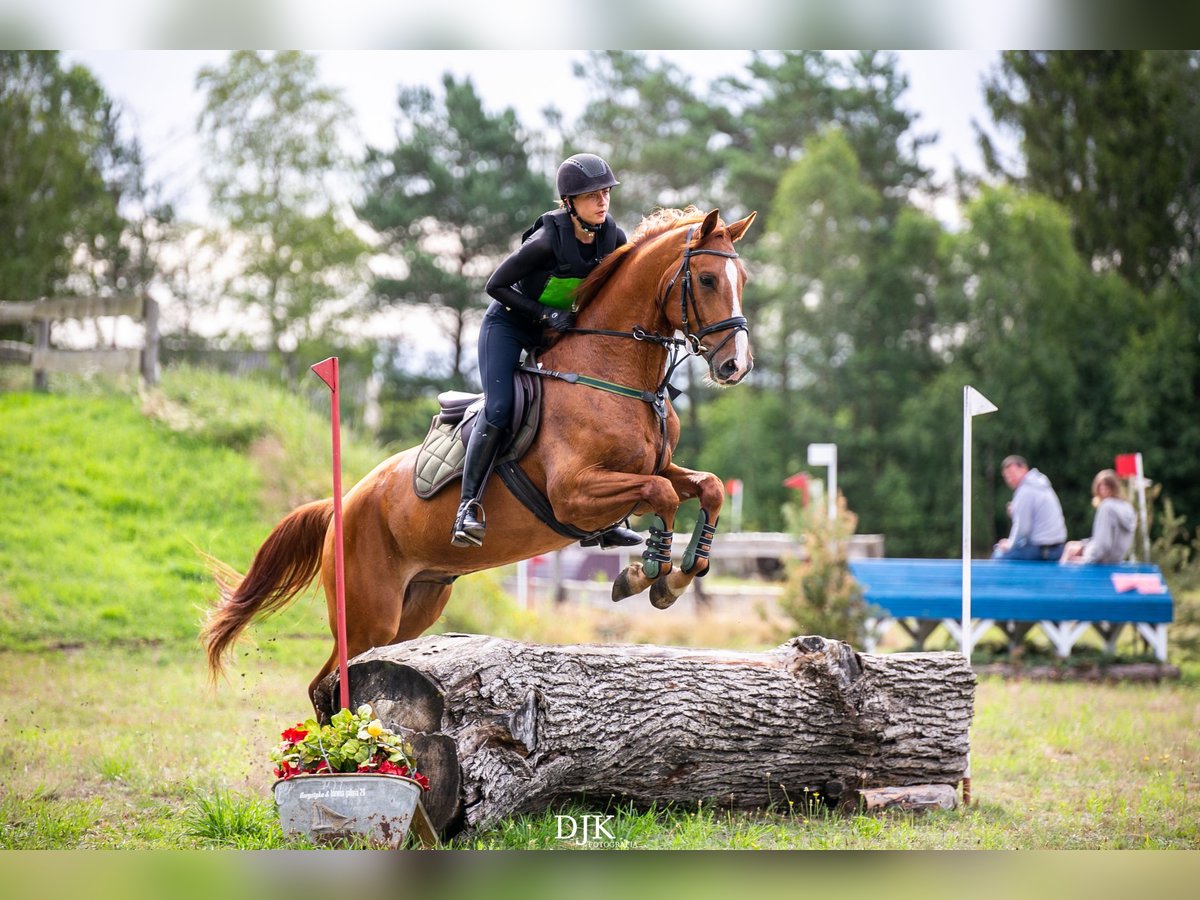 KWPN Caballo castrado 5 años 166 cm Alazán in Dziemiany