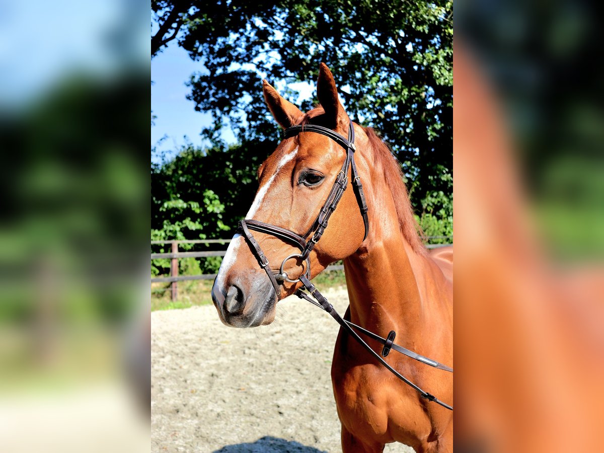 KWPN Caballo castrado 5 años 167 cm Alazán in Meppen