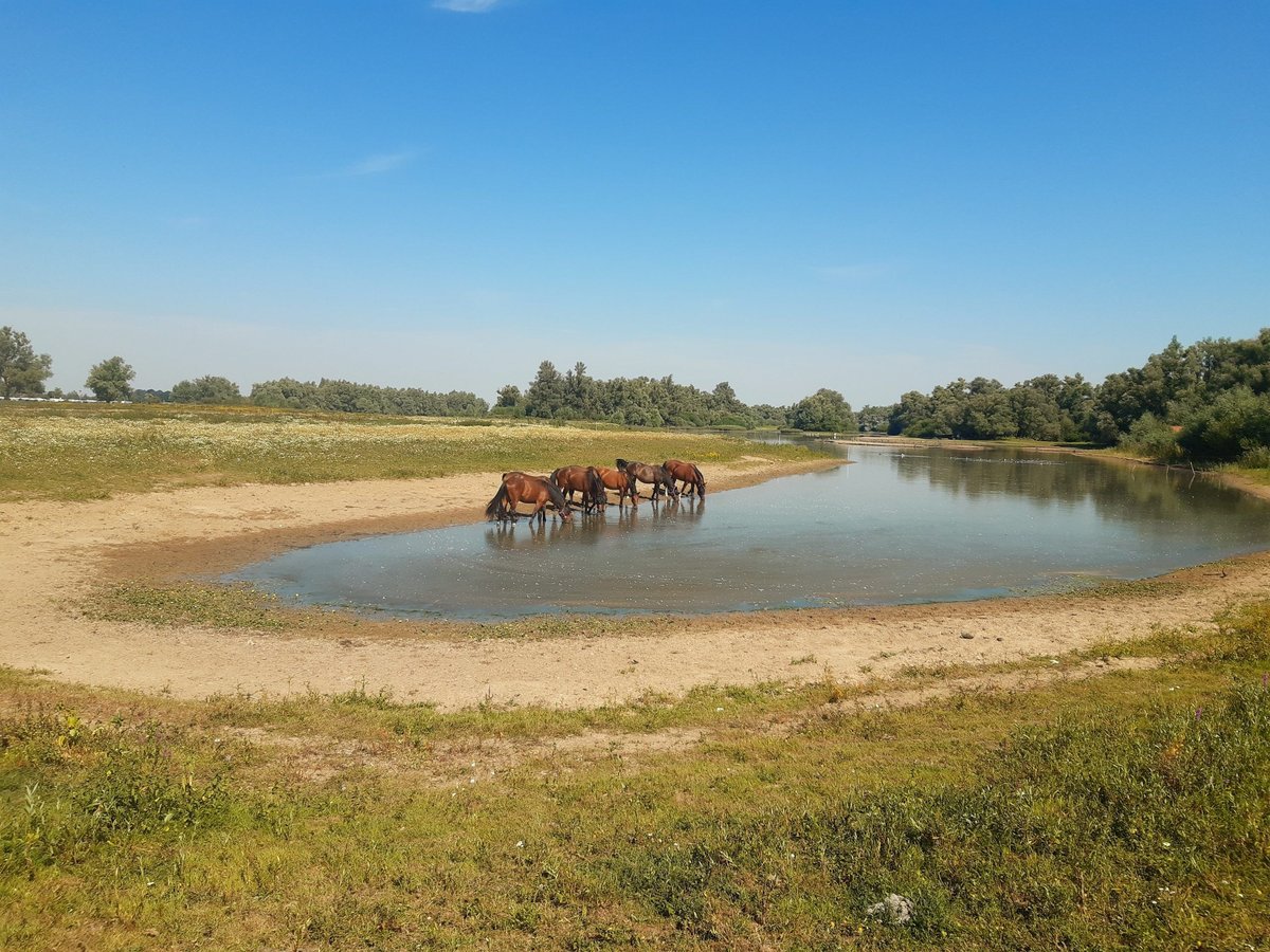 KWPN Caballo castrado 5 años 167 cm Morcillo in Diepenveen