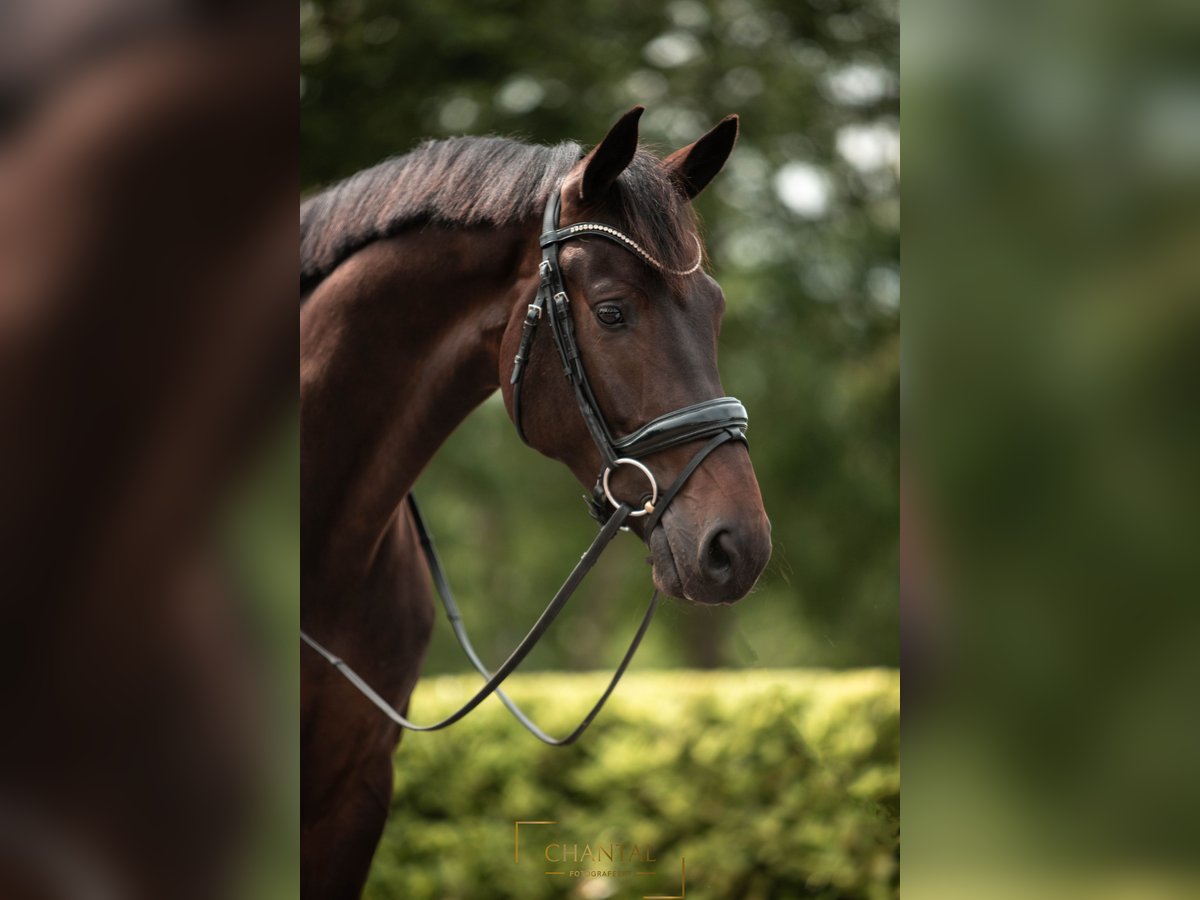 KWPN Caballo castrado 5 años 167 cm Morcillo in Nijkerk