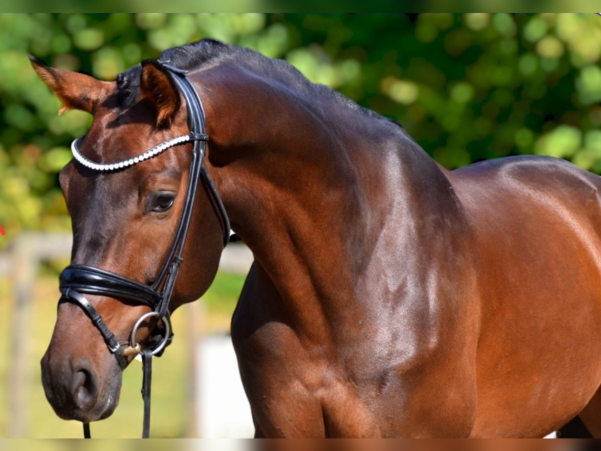 KWPN Caballo castrado 5 años 168 cm Castaño in Neuss