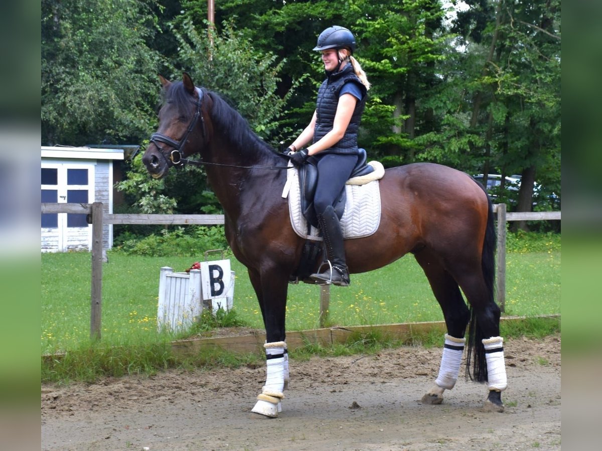 KWPN Caballo castrado 5 años 168 cm Castaño in Neuss