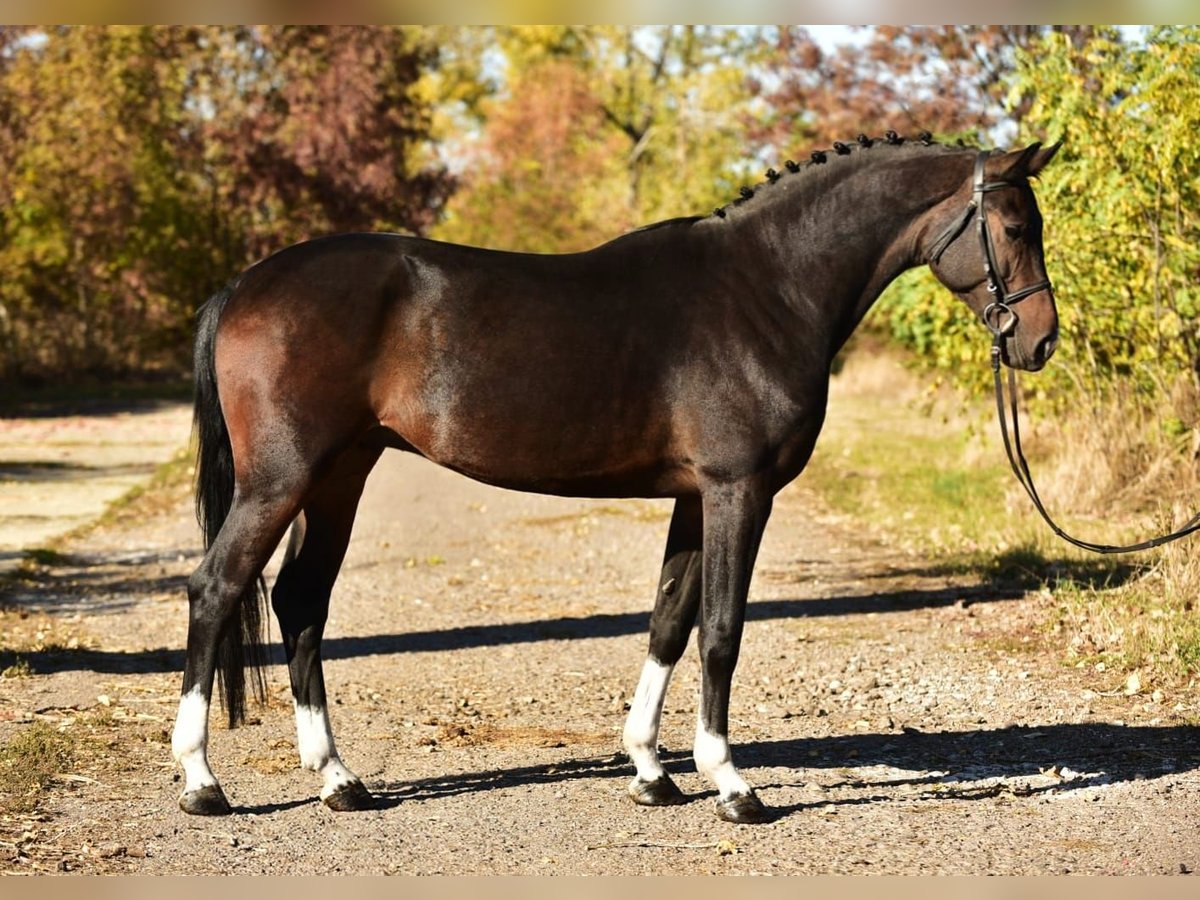 KWPN Caballo castrado 5 años 168 cm Castaño in Debrecen