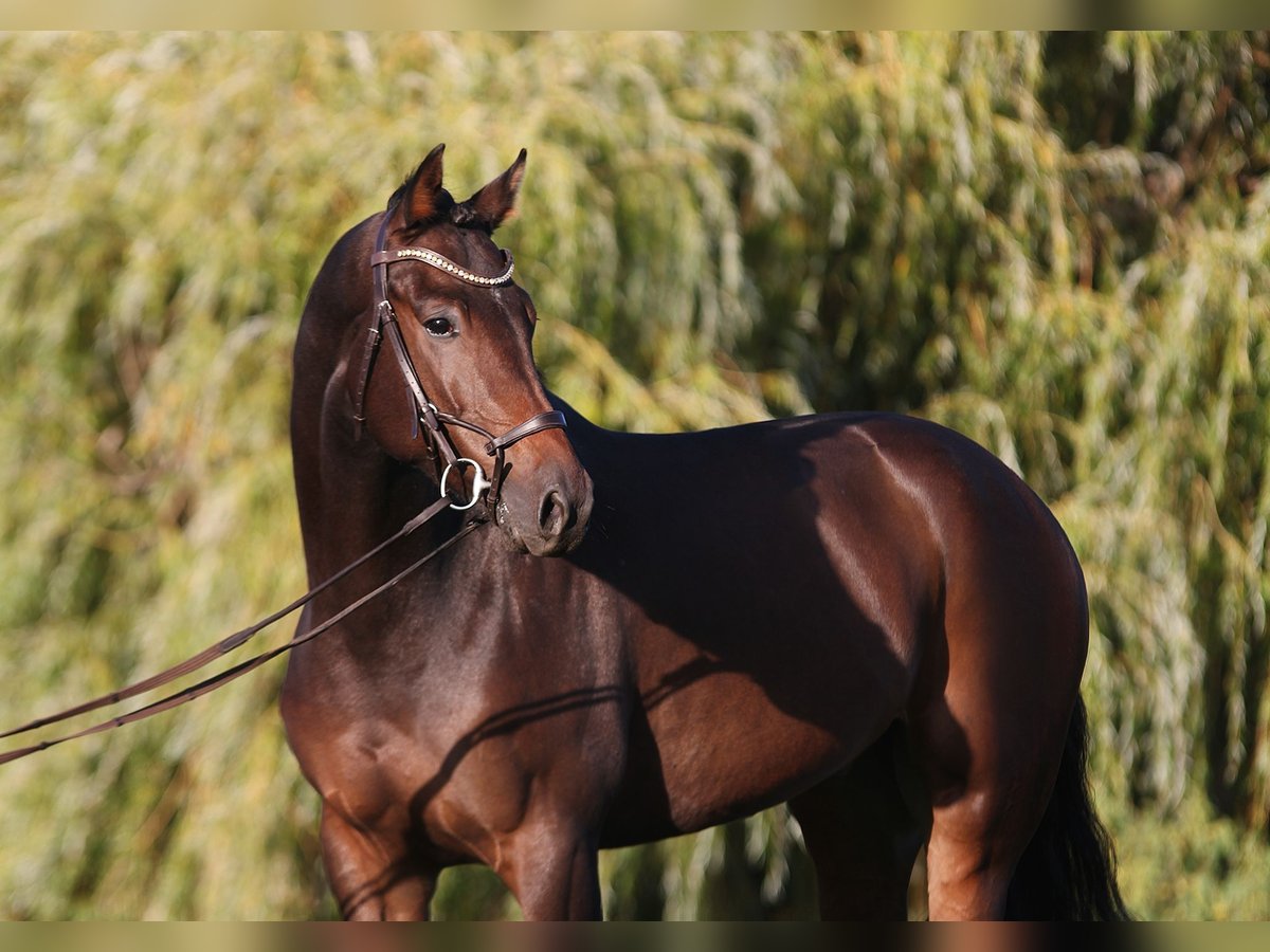 KWPN Caballo castrado 5 años 168 cm Castaño oscuro in Bekesszentadnras