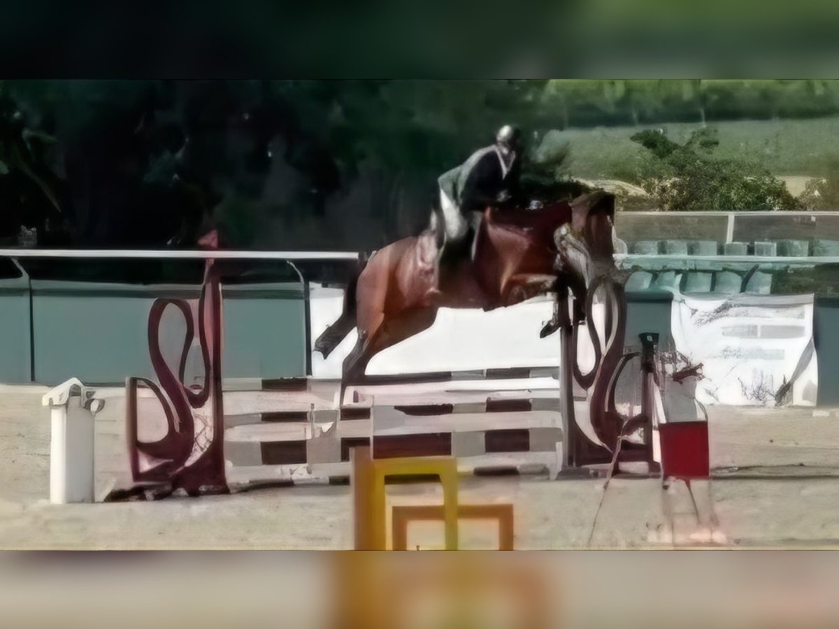 KWPN Caballo castrado 5 años 168 cm Castaño rojizo in Kiskunhalas