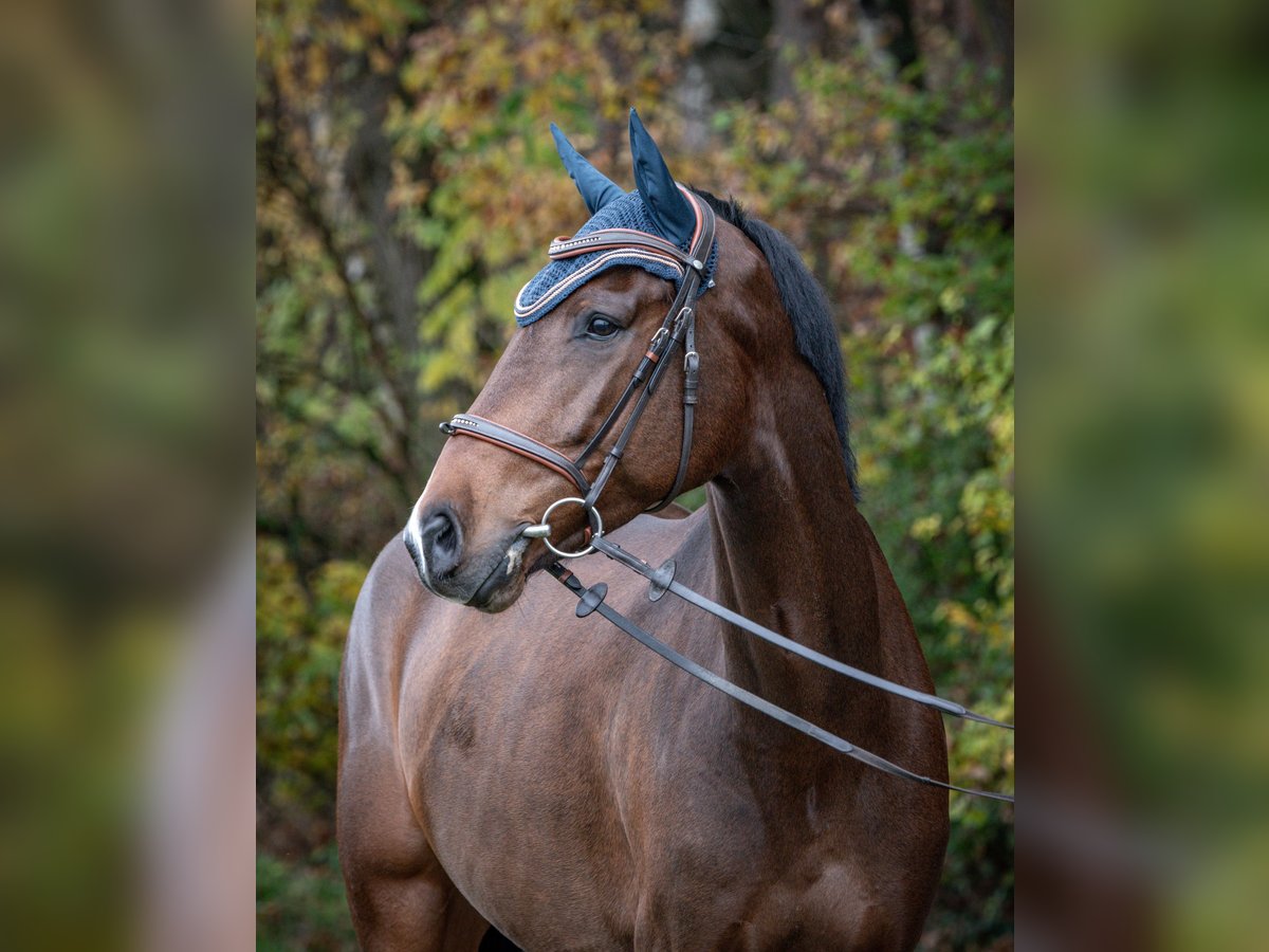 KWPN Caballo castrado 5 años 170 cm Castaño in Strullendorf