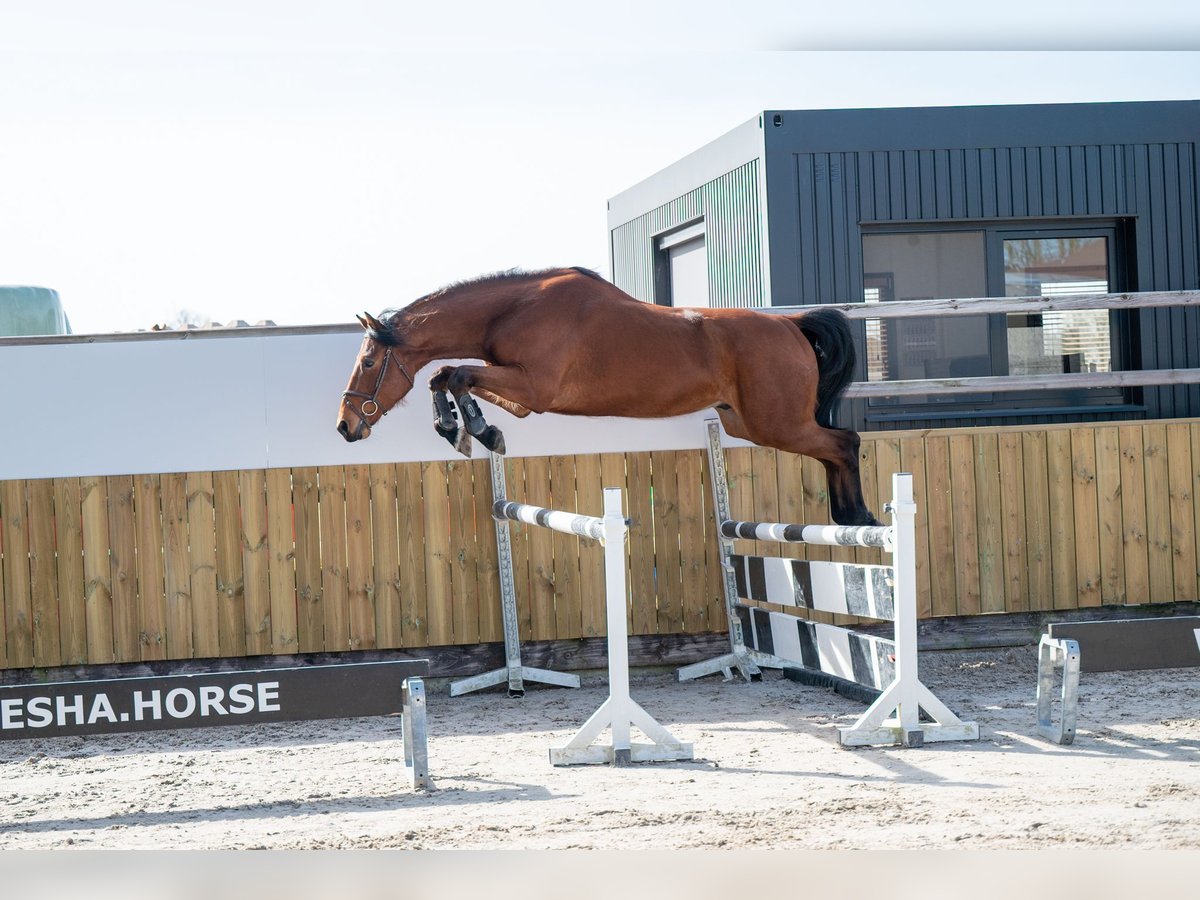 KWPN Caballo castrado 5 años 170 cm Castaño in GROTE-BROGEL