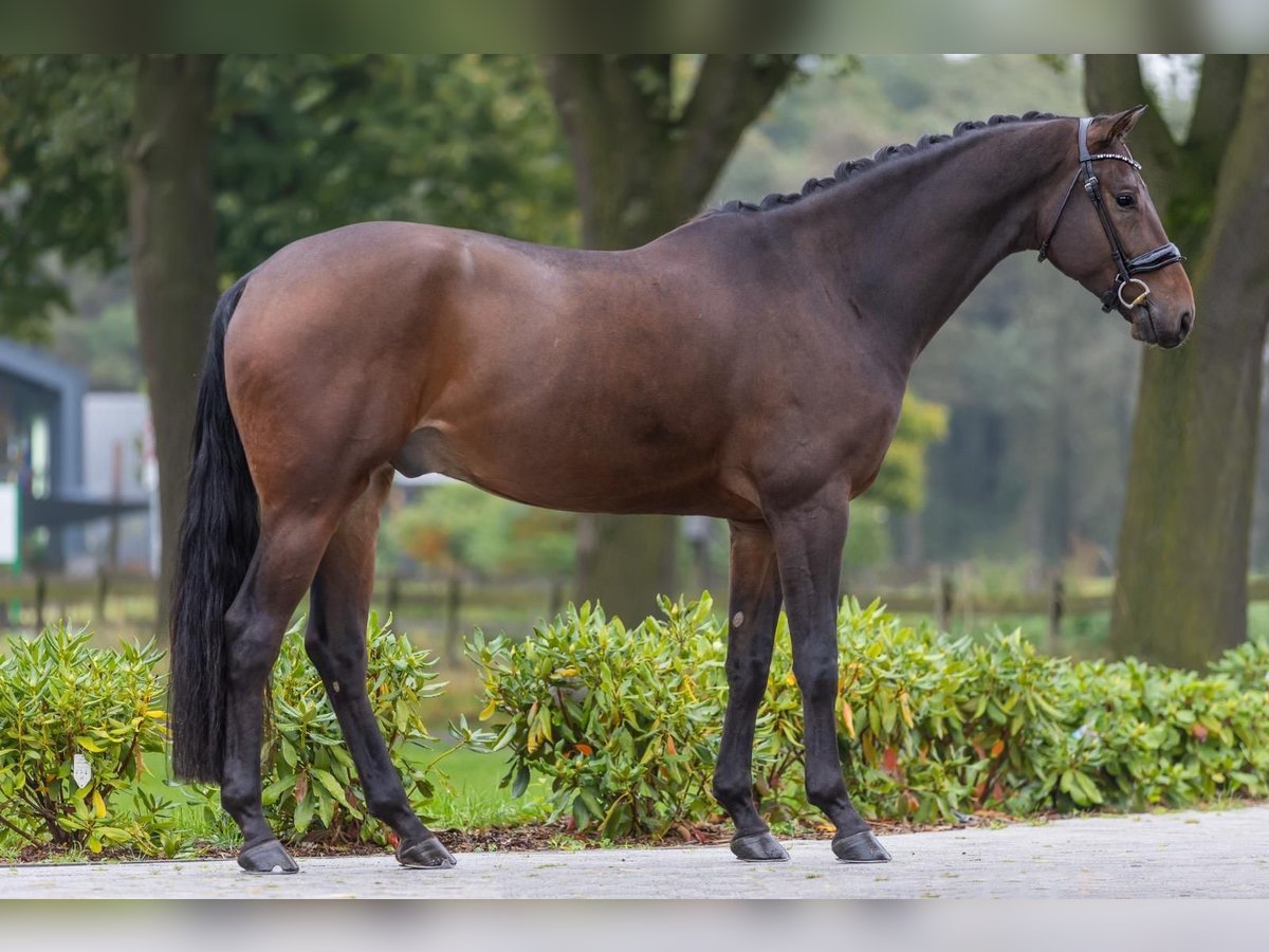 KWPN Caballo castrado 5 años 171 cm Castaño oscuro in Bekesszentandras