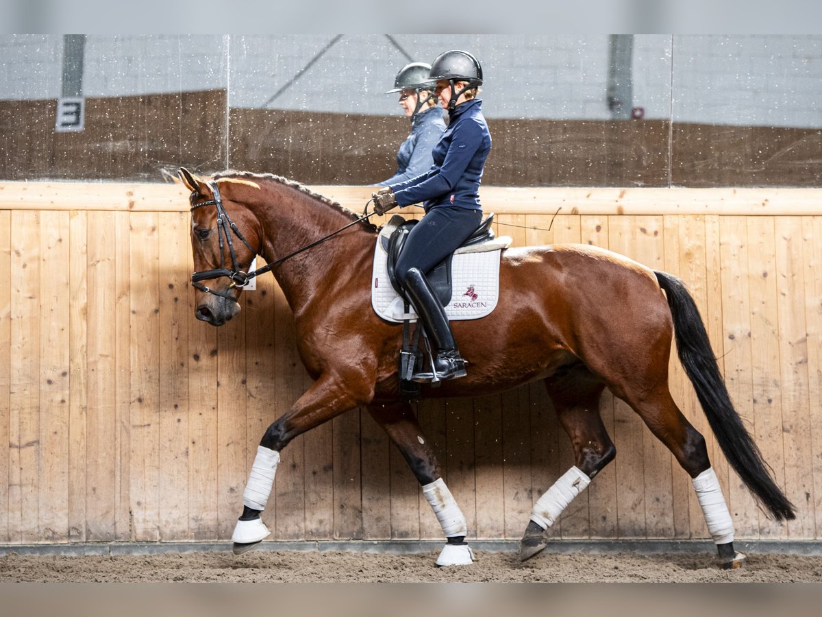 KWPN Caballo castrado 5 años 172 cm Castaño in Ziemięcice