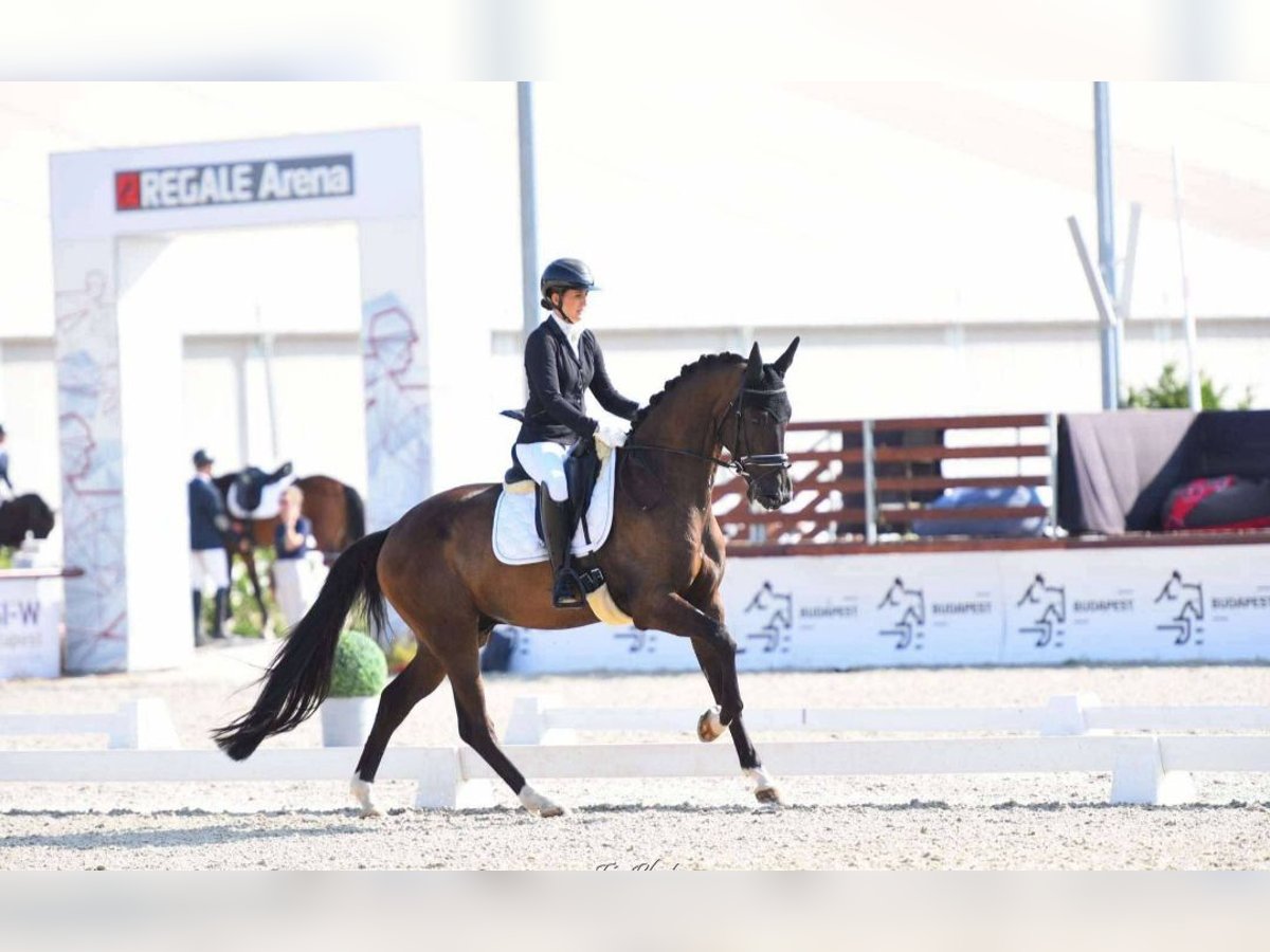 KWPN Caballo castrado 5 años 172 cm Castaño oscuro in Gyula
