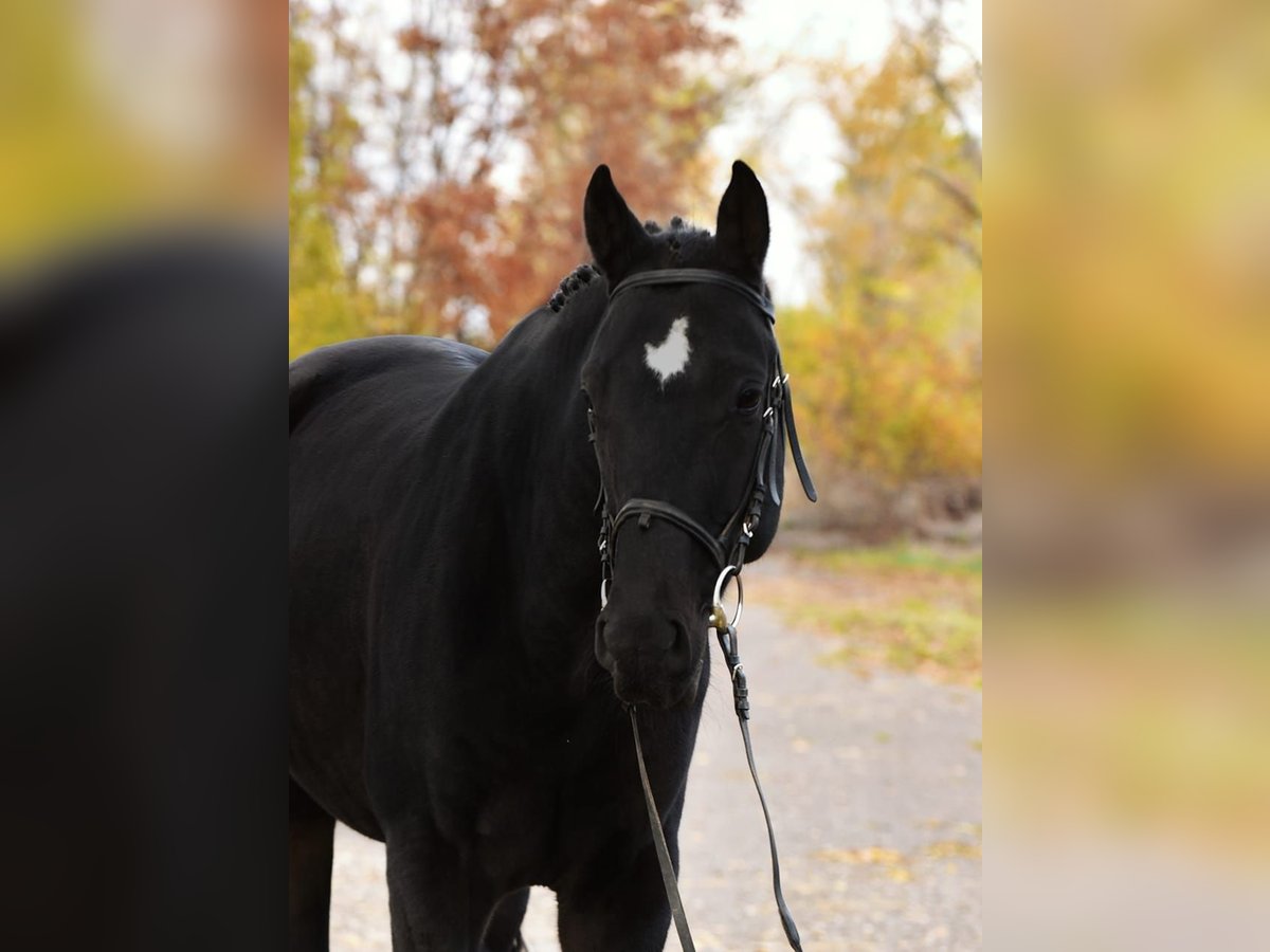 KWPN Caballo castrado 5 años 172 cm Negro in Debrecen