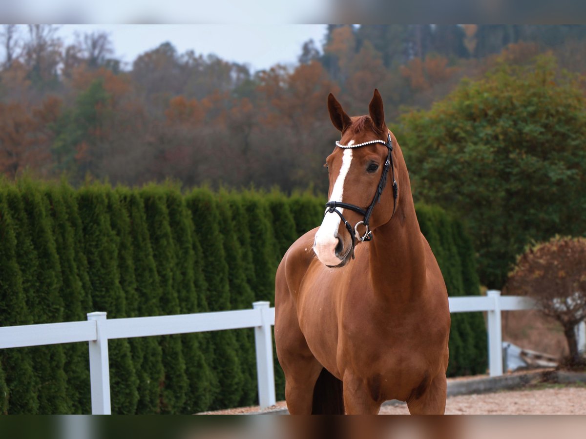 KWPN Caballo castrado 5 años 173 cm Alazán in Schwäbisch Hall