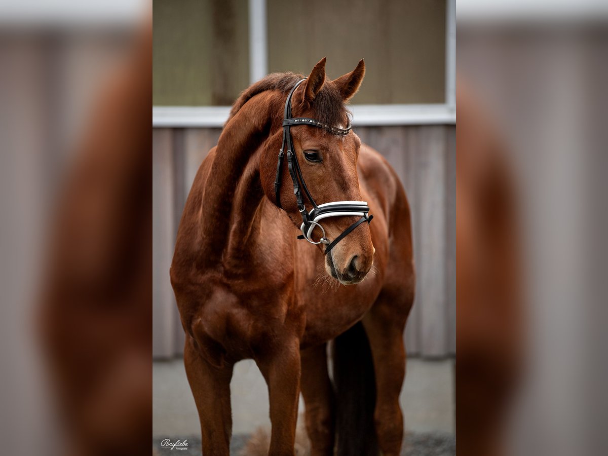 KWPN Caballo castrado 5 años 173 cm Alazán in Fürth