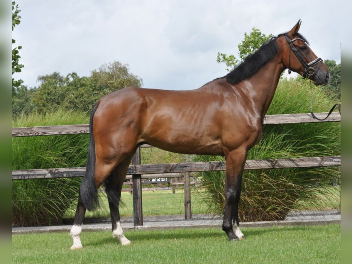 KWPN Caballo castrado 5 años 173 cm Castaño in Lunteren