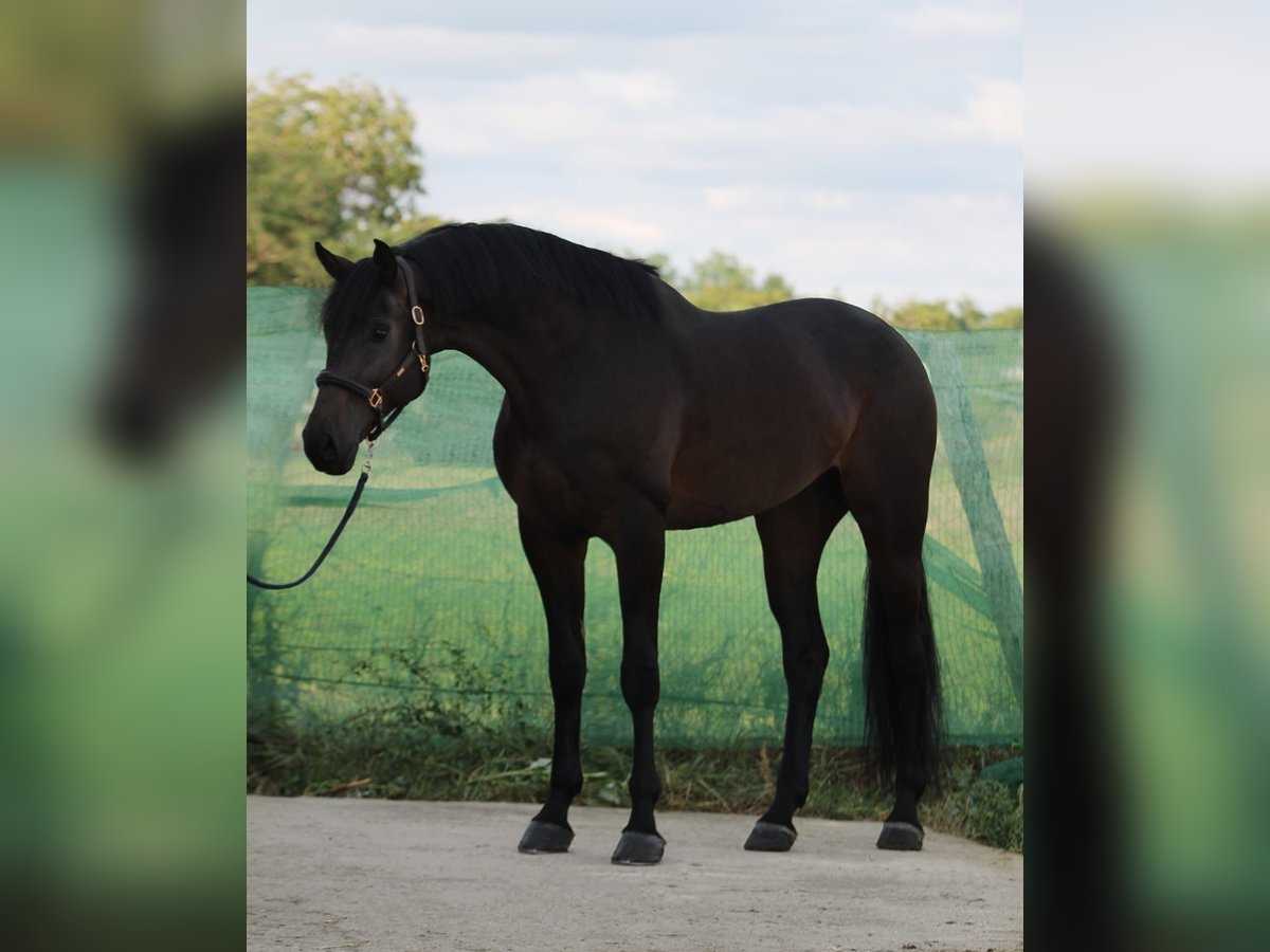 KWPN Caballo castrado 5 años 173 cm Castaño oscuro in Snina