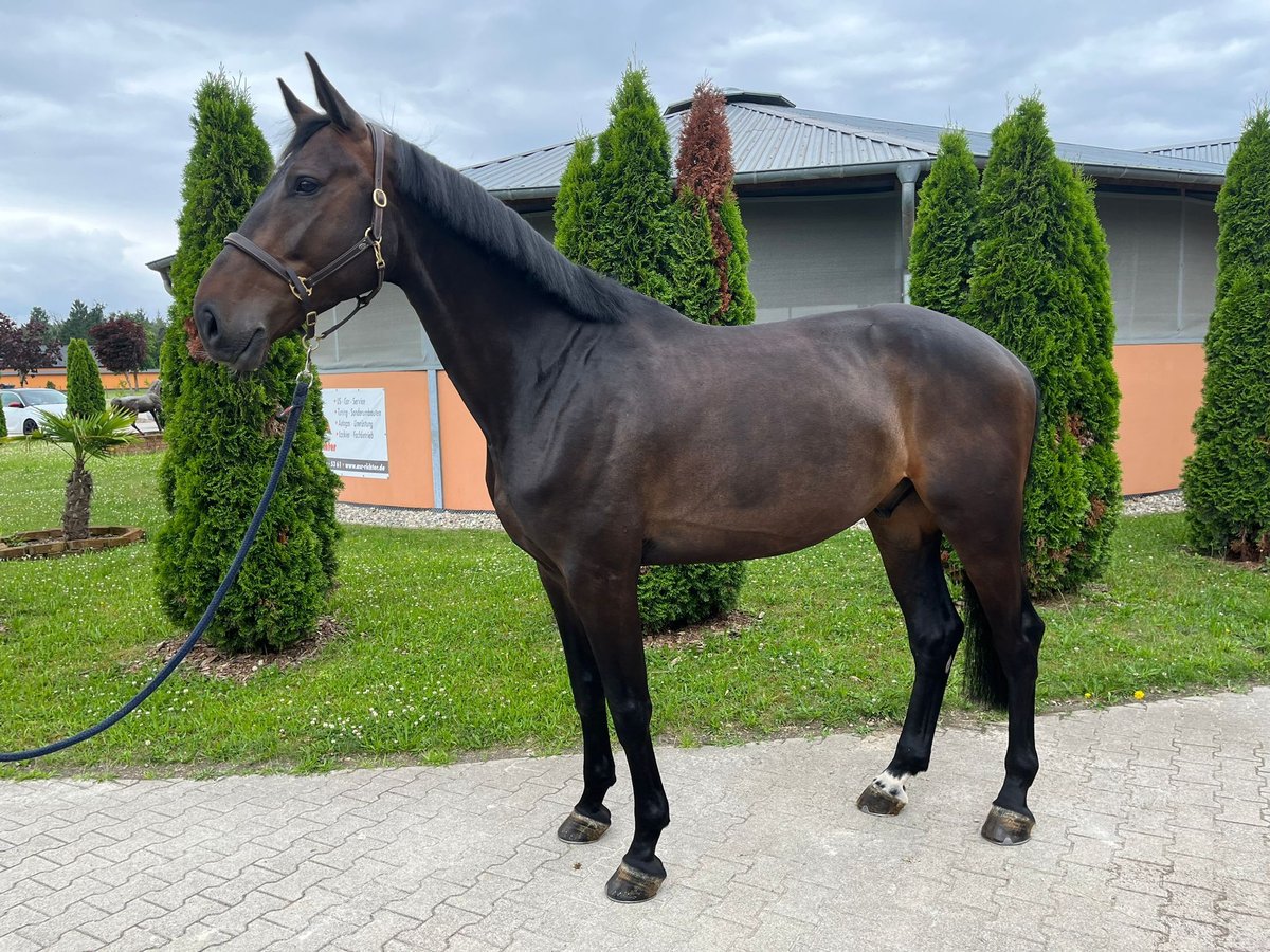 KWPN Caballo castrado 5 años 173 cm Castaño oscuro in Durmersheim