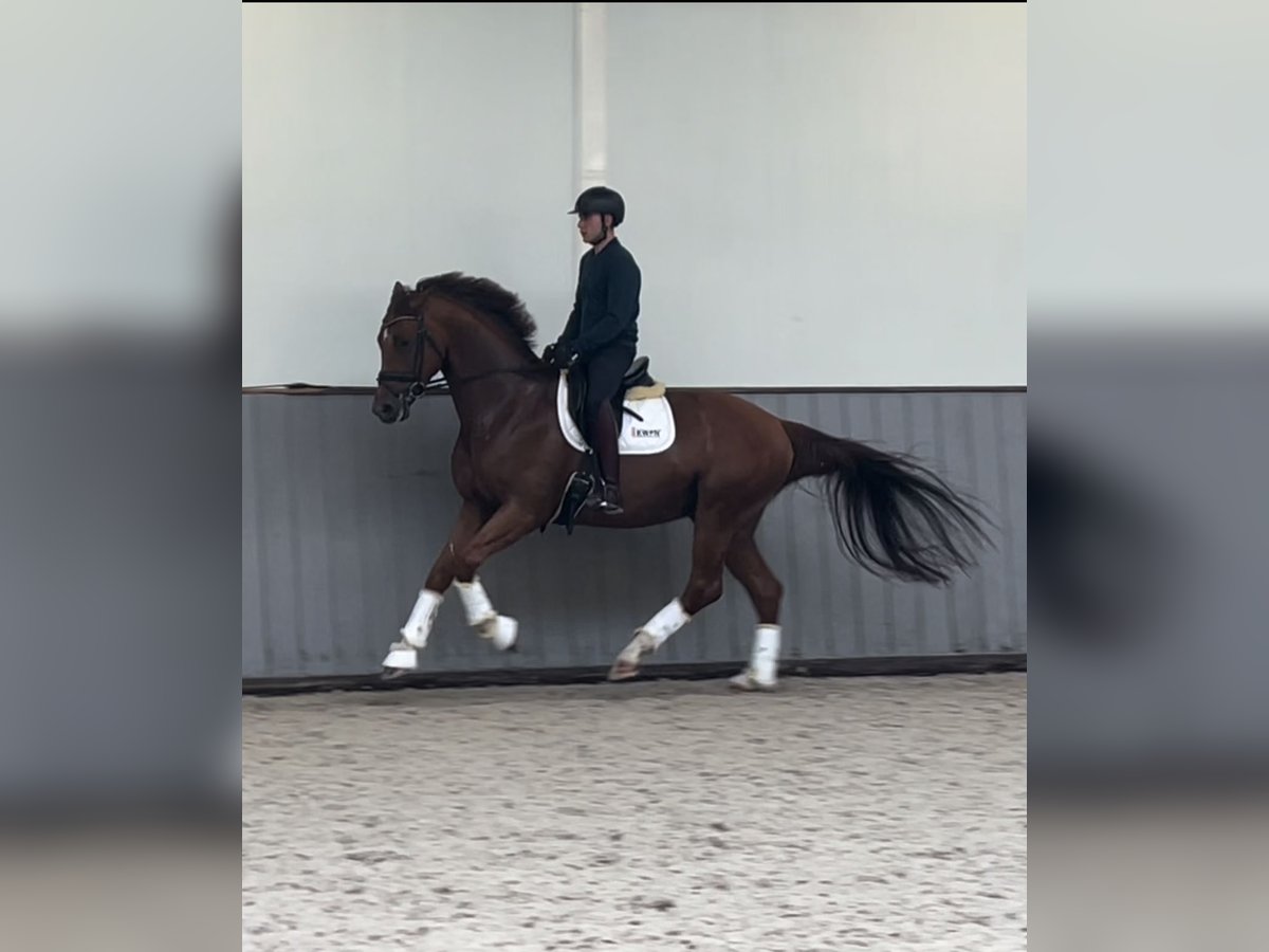 KWPN Caballo castrado 5 años 174 cm Alazán in Eibergen