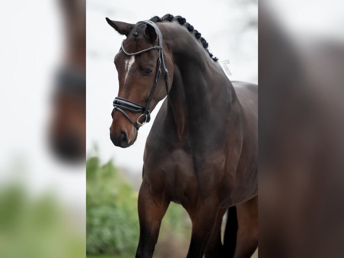 KWPN Caballo castrado 5 años 175 cm Castaño oscuro in Weert