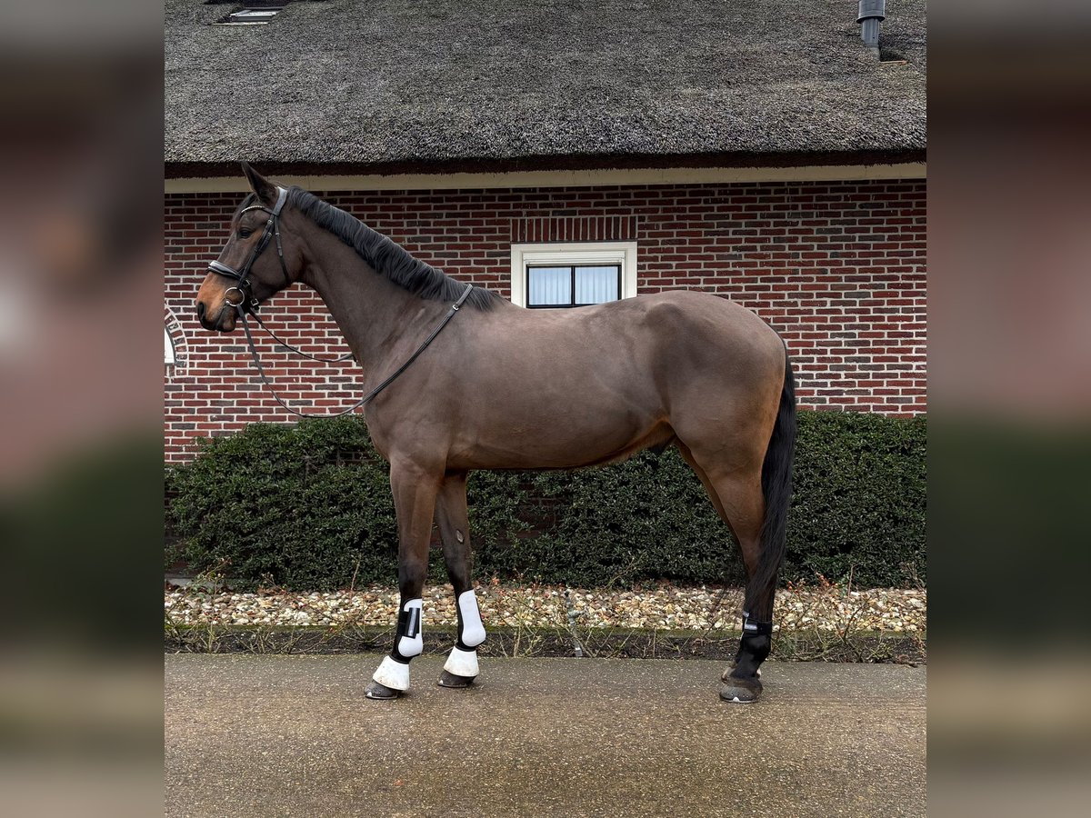 KWPN Mestizo Caballo castrado 5 años 176 cm Castaño in Katwoude