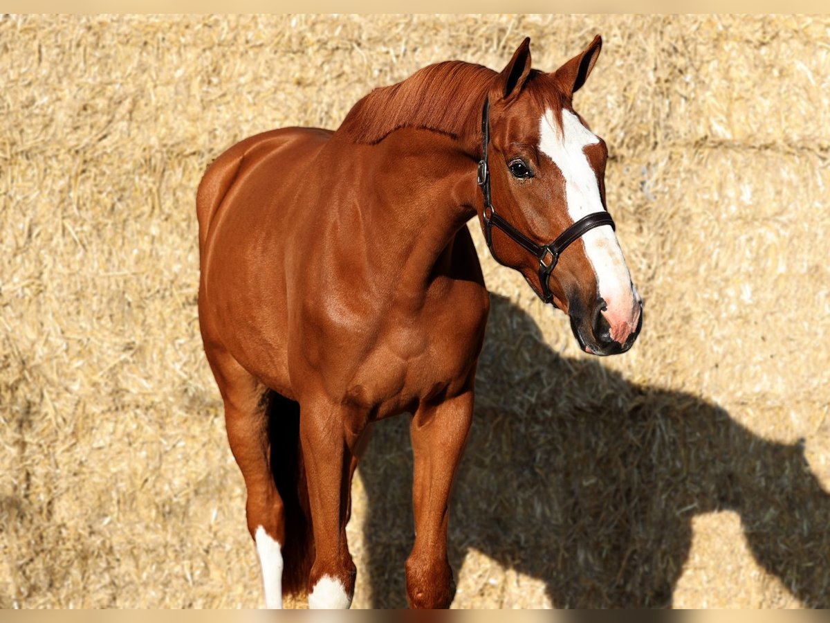 KWPN Caballo castrado 5 años 177 cm Alazán in Bladel