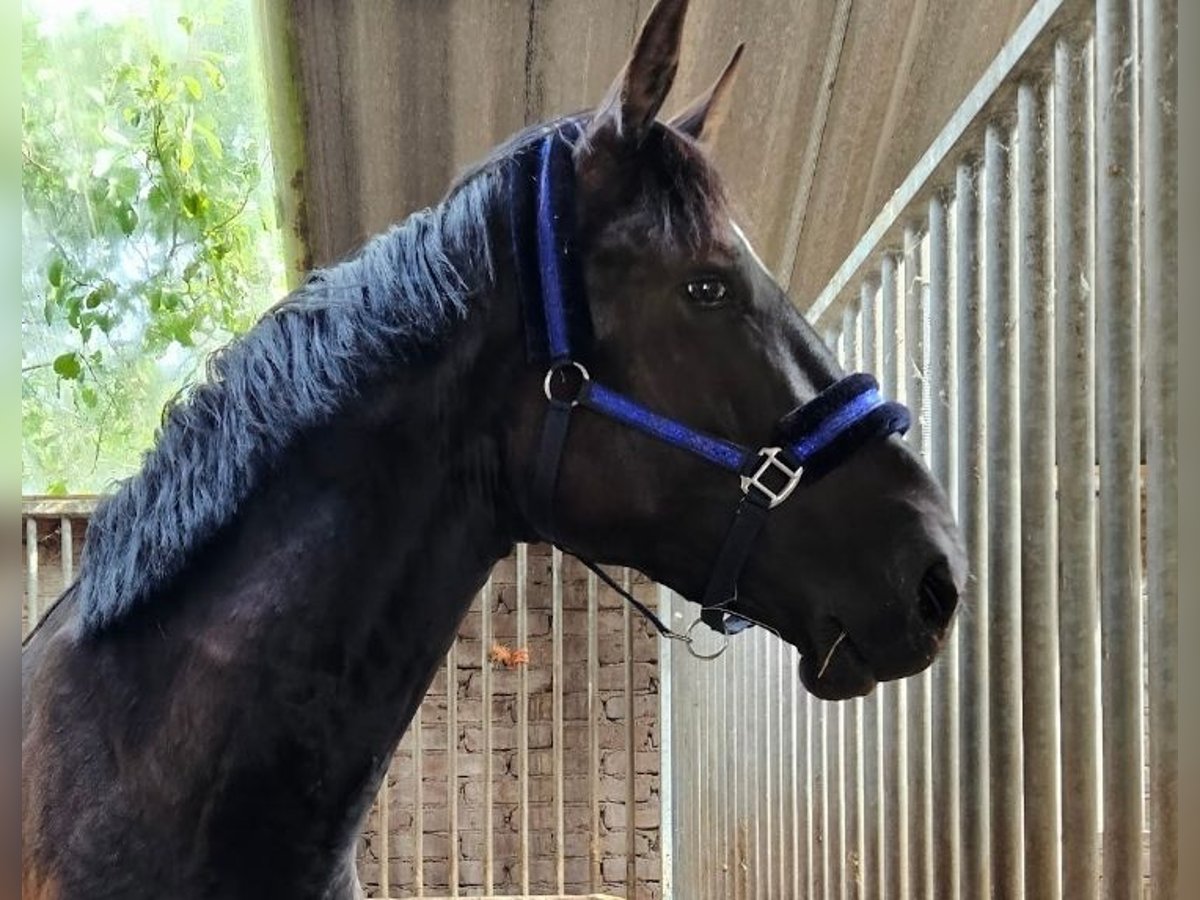 KWPN Caballo castrado 5 años 180 cm Negro in Almere