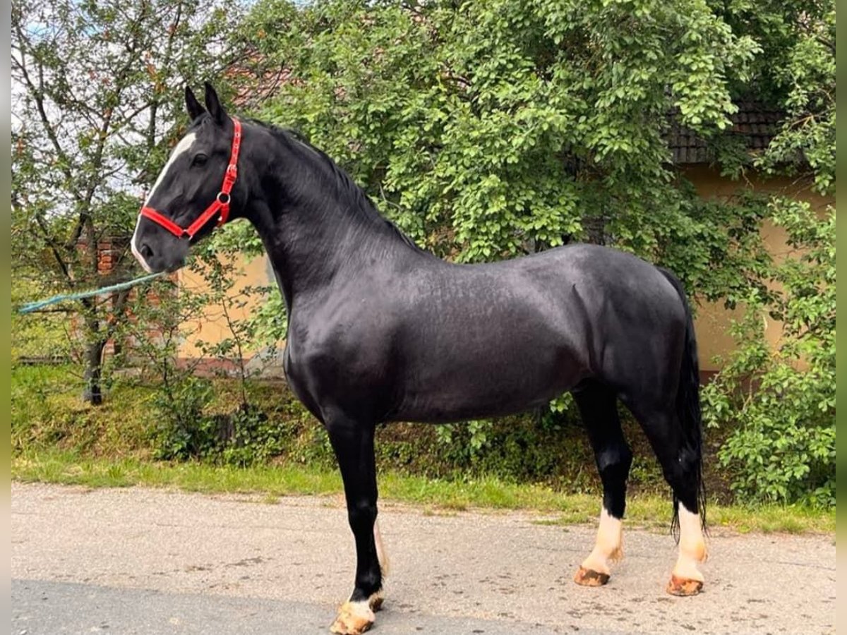 KWPN Mestizo Caballo castrado 5 años in K&#xF6;r&#xF6;sladany