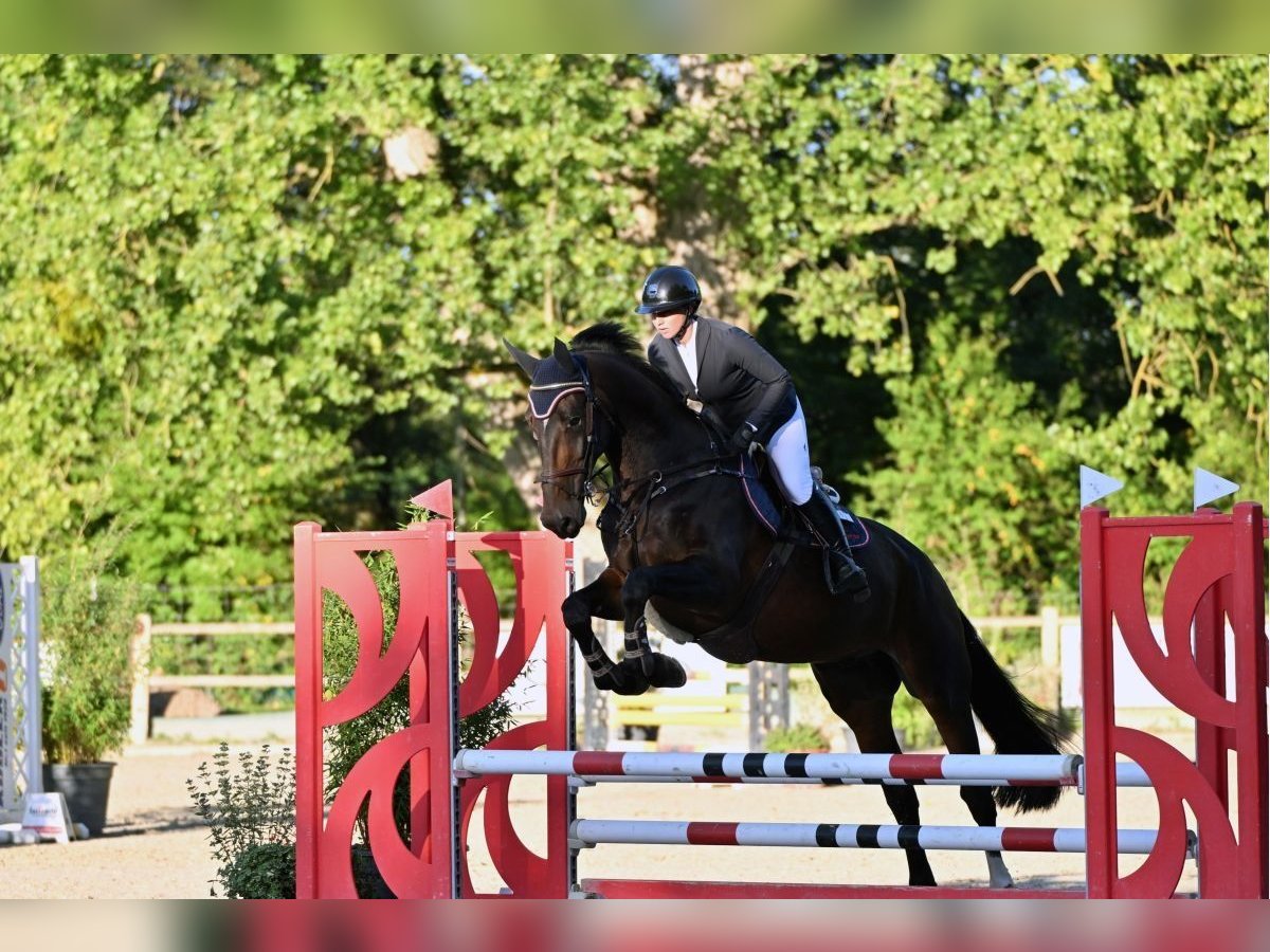 KWPN Caballo castrado 5 años Castaño in W&#xE4;chtersbach