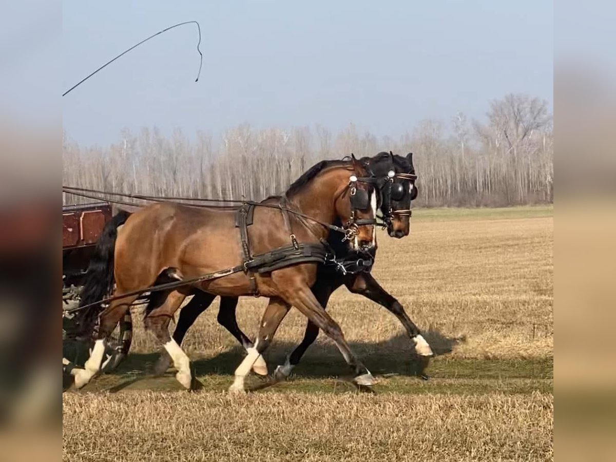 KWPN Mestizo Caballo castrado 6 años 160 cm Castaño rojizo in Tass