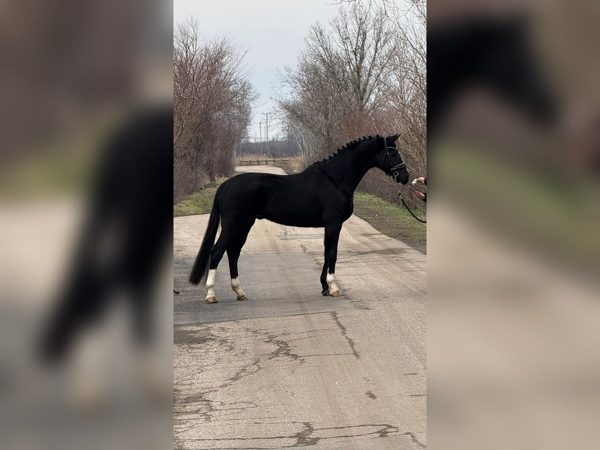 KWPN Caballo castrado 6 años 166 cm in Hódmezővásárhely