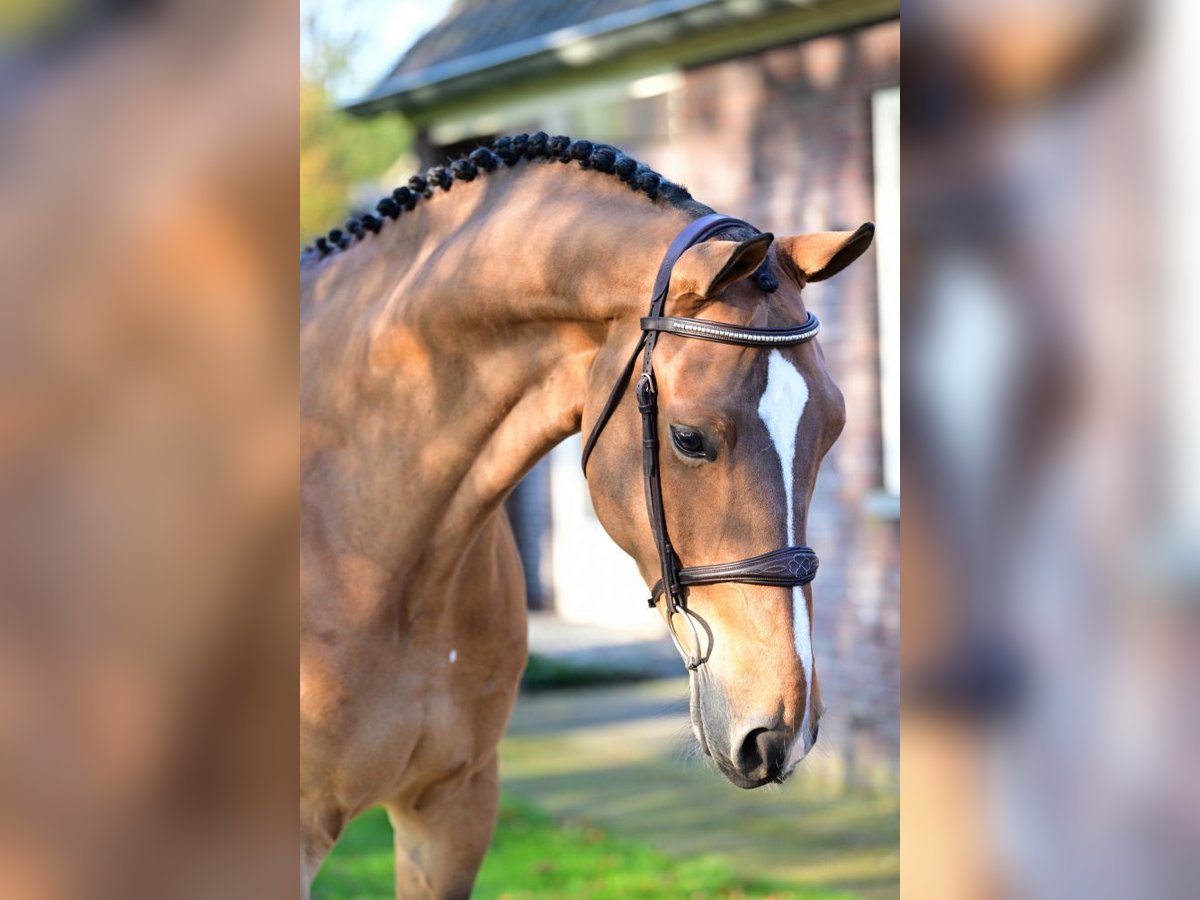 KWPN Caballo castrado 6 años 166 cm Castaño in Bladel