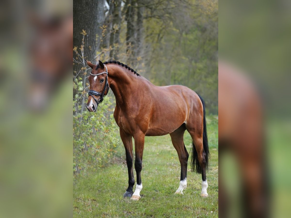 KWPN Caballo castrado 6 años 166 cm Castaño oscuro in Esch