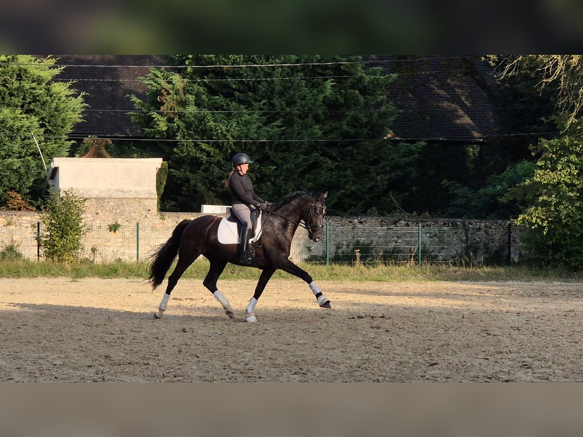 KWPN Caballo castrado 6 años 166 cm Negro in Flexanville