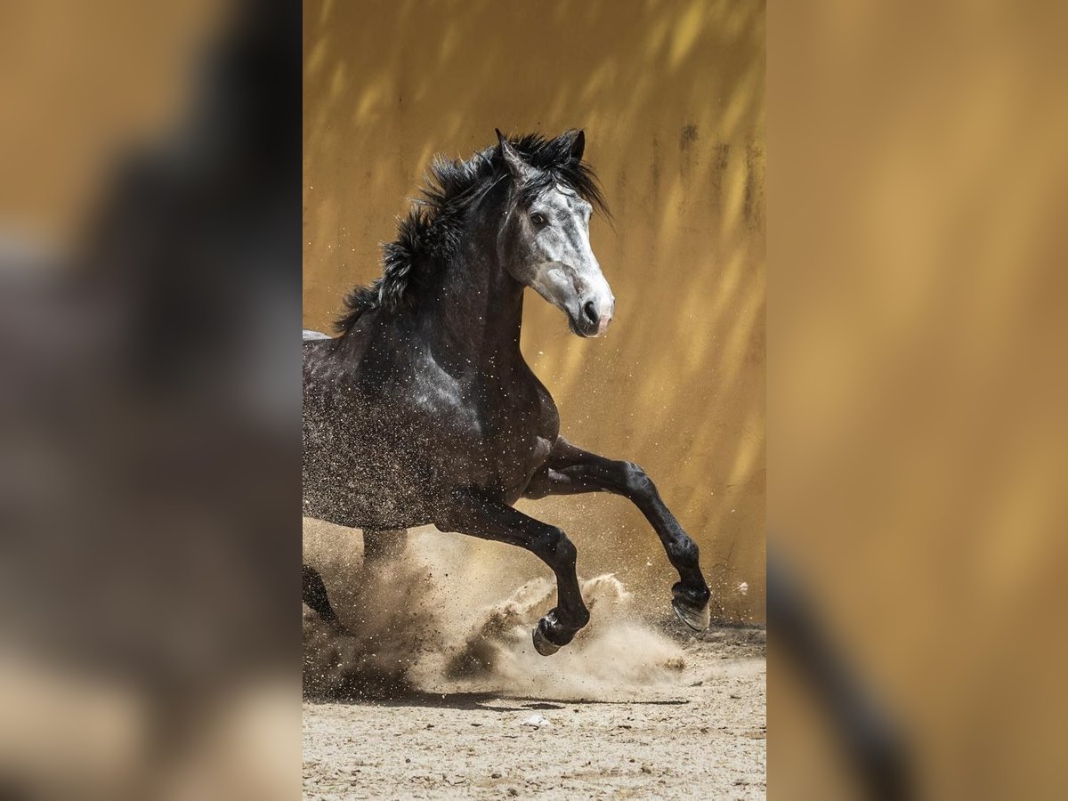 KWPN Caballo castrado 6 años 166 cm Tordo rodado in Sao Pedro de Tomar