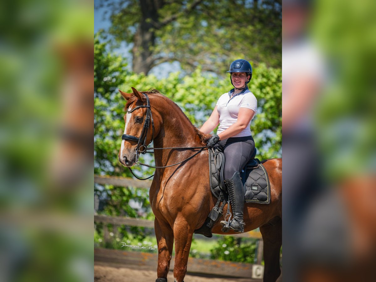 KWPN Caballo castrado 6 años 168 cm Alazán in Poeldijk