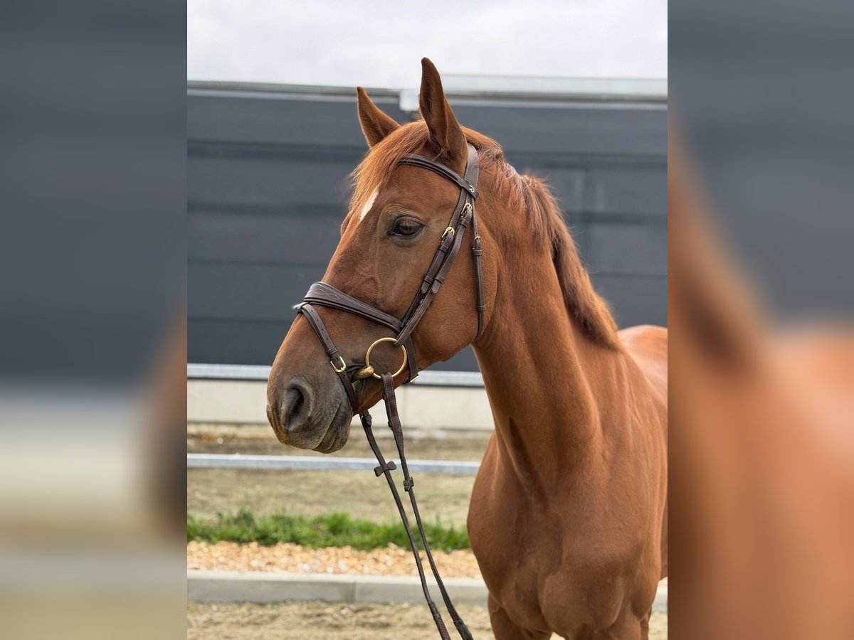 KWPN Caballo castrado 6 años 168 cm Alazán in Kamenz