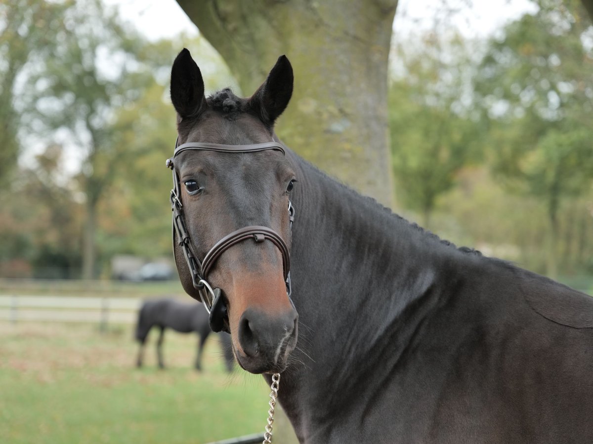 KWPN Caballo castrado 6 años 169 cm Morcillo in Nuenen