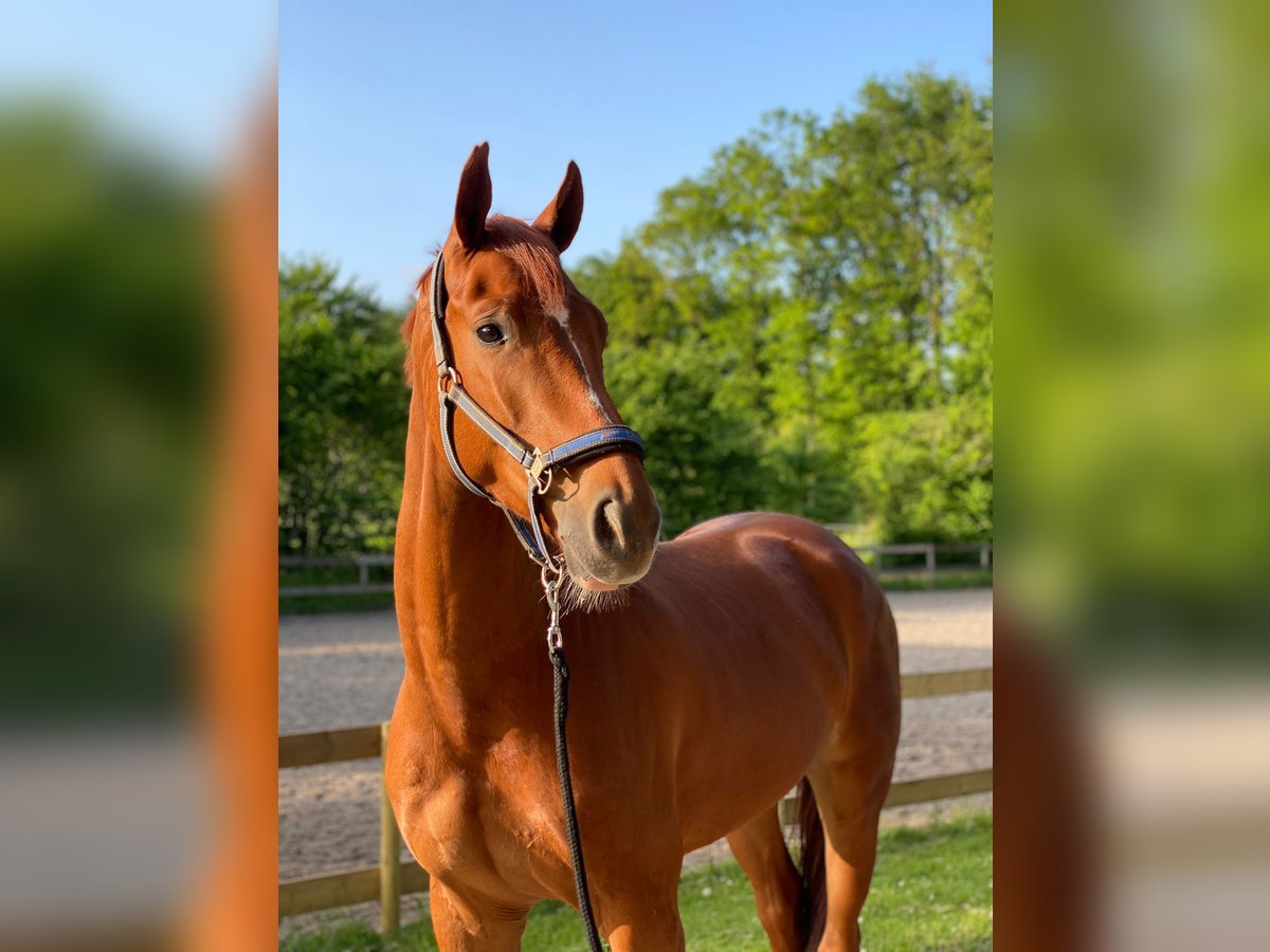 KWPN Caballo castrado 6 años 170 cm Alazán in Zeewolde