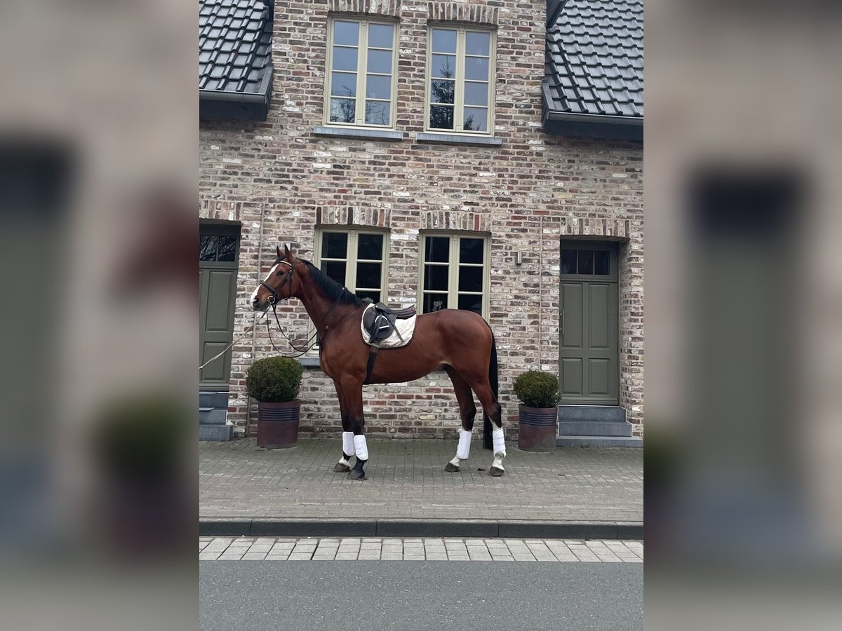 KWPN Caballo castrado 6 años 170 cm in Schwalmtal