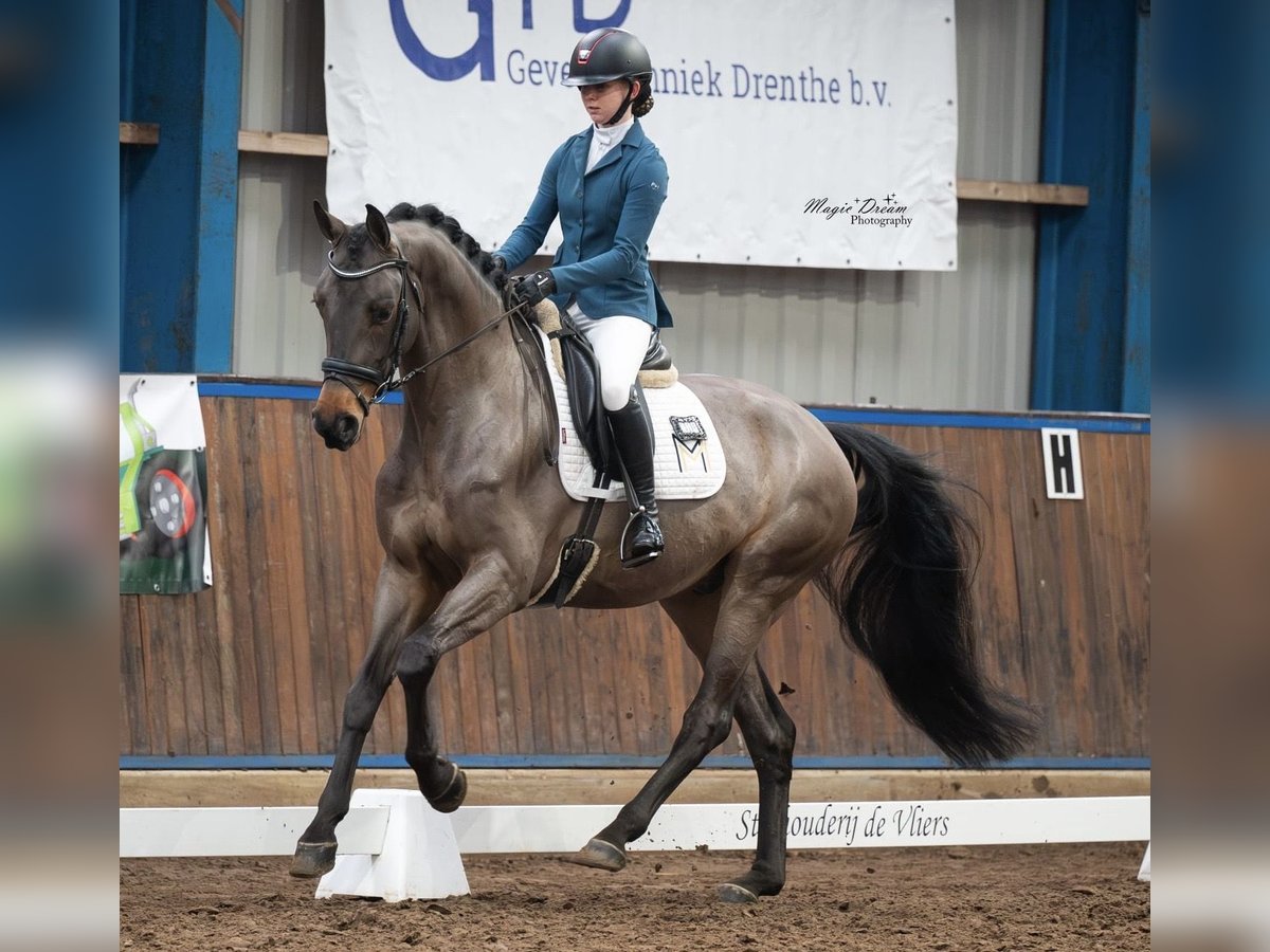 KWPN Caballo castrado 6 años 170 cm Castaño in Emmen