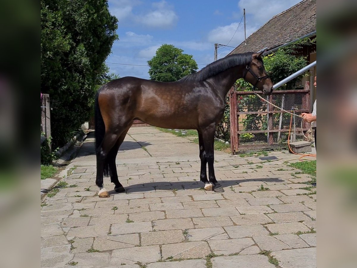 KWPN Caballo castrado 6 años 170 cm Castaño oscuro in Békéscsaba