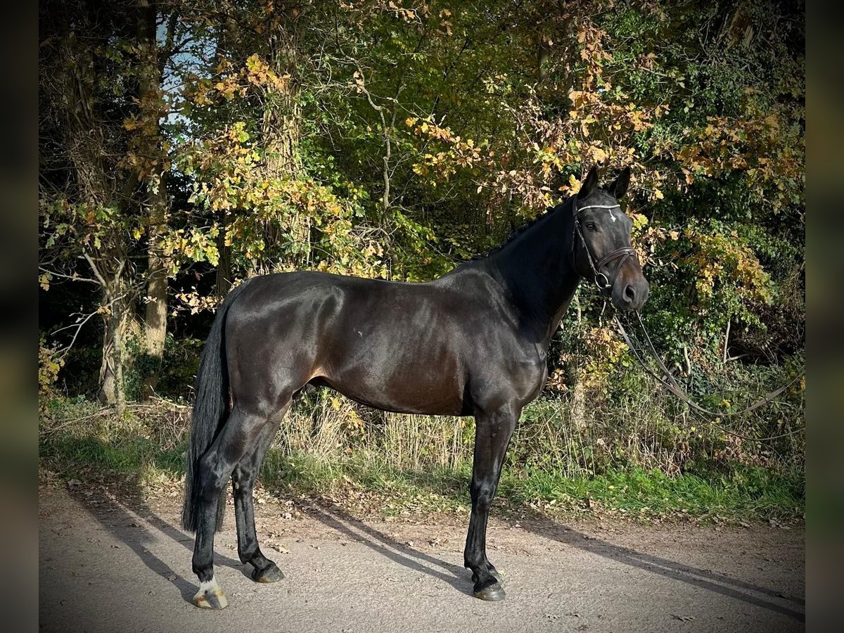 KWPN Caballo castrado 6 años 170 cm Morcillo in GROTE-BROGEL