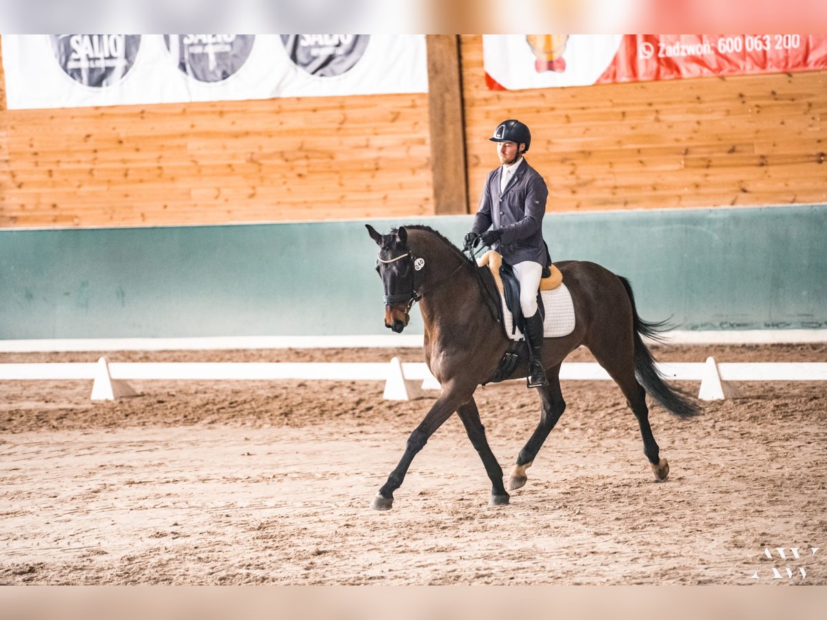 KWPN Caballo castrado 6 años 170 cm Morcillo in Zakrzów