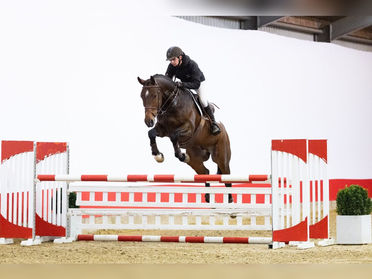 KWPN Caballo castrado 6 años 171 cm Castaño in Waddinxveen