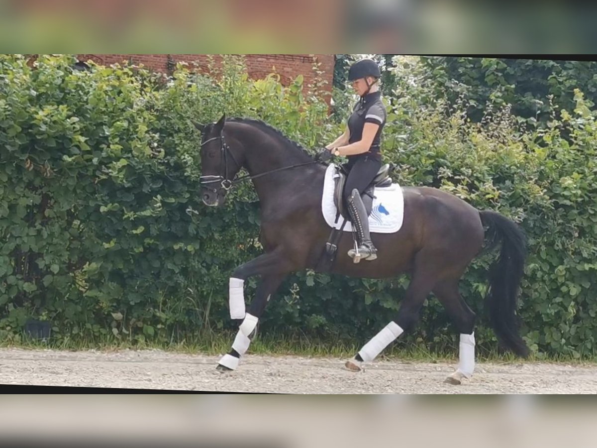 KWPN Caballo castrado 6 años 171 cm Negro in Delmenhorst