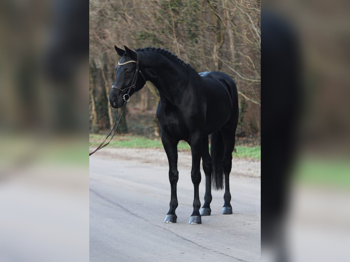 KWPN Caballo castrado 6 años 171 cm Negro in Königsdorf