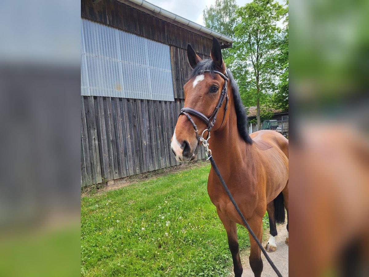 KWPN Caballo castrado 6 años 172 cm Castaño in Großostheim