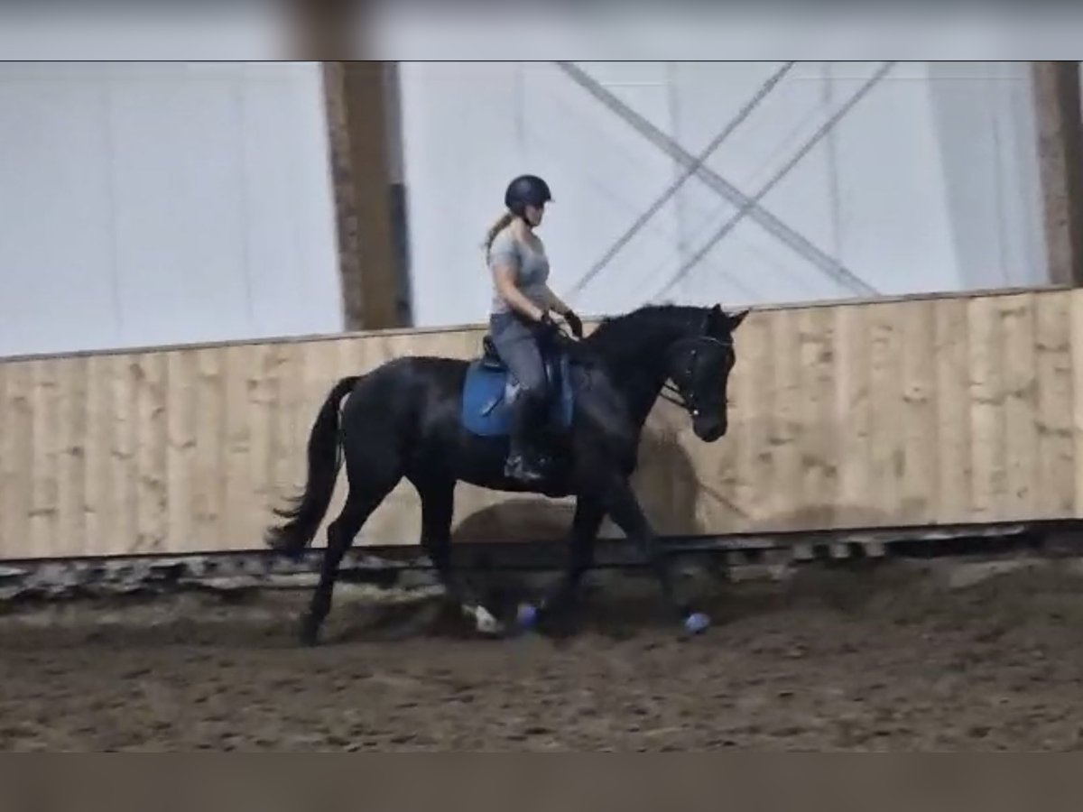 KWPN Caballo castrado 6 años 172 cm Morcillo in Ysselsteyn