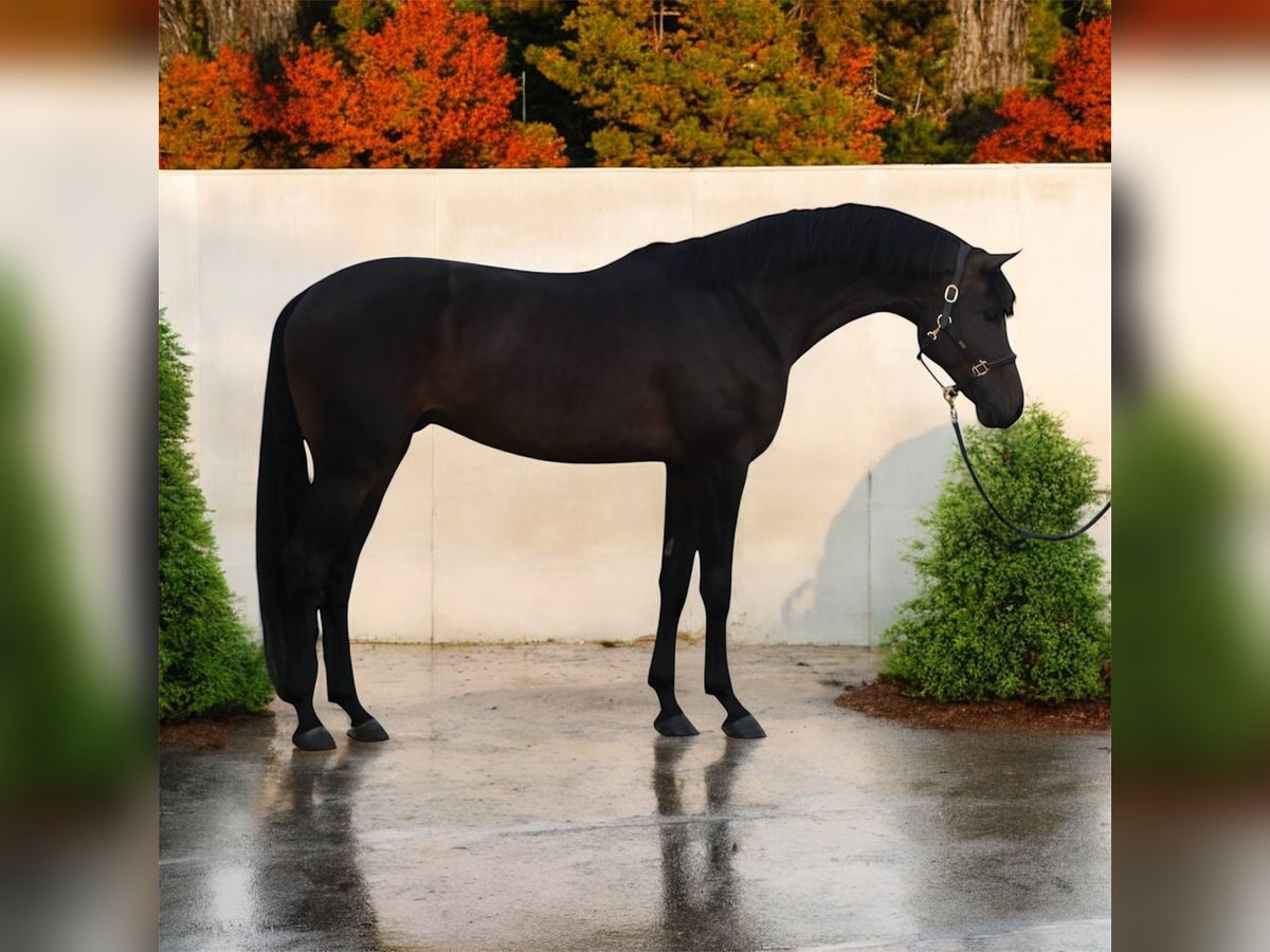 KWPN Caballo castrado 6 años 172 cm Morcillo in M&#xF3;r