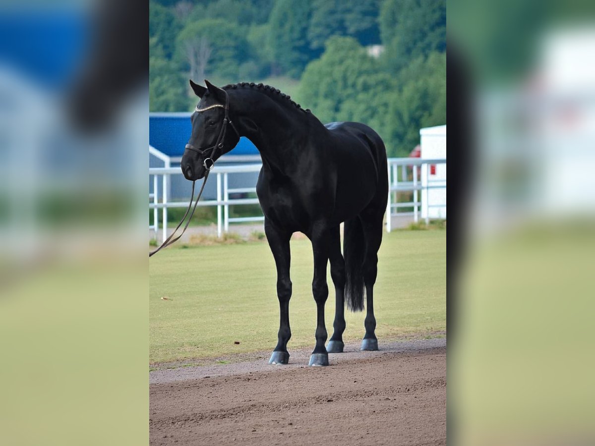 KWPN Caballo castrado 6 años 172 cm Negro in Budapest